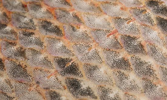 合成纤维市场分析 合成纤维行业未来前景态势2023