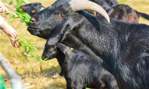 2023年中国羊养殖行业市场发展现状