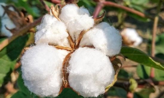 纤维素是指什么?纤维素市场发展现状分析2023