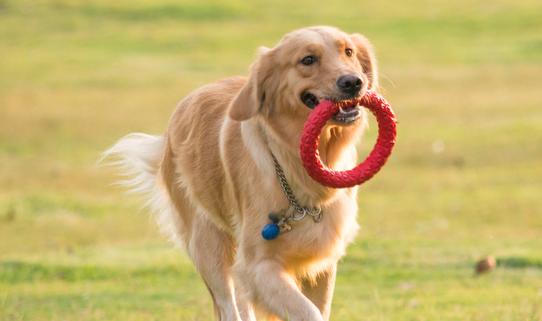 中国宠物寄存处行业发展现状2023