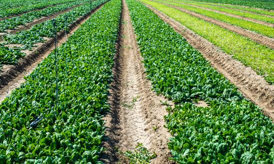 2023生物农业行业发展现状分析 生物农药行业未来趋势预测