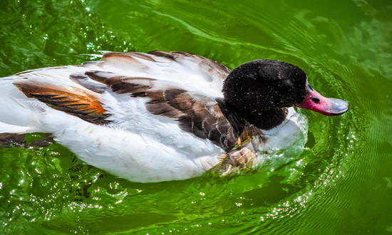 鸭养殖现状分析 规模养鸭场行业趋势前景
