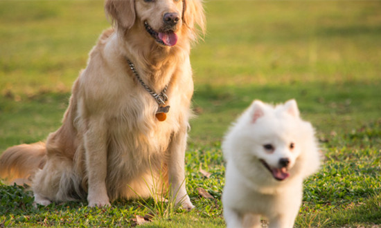 宠物玩具行业行业市场发展空间及未来投资前景