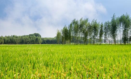 高标准农田建设发展现状如何? 中国农田水利行业市场分析