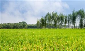 高标准农田建设发展现状如何? 中国农田水利行业市场分析