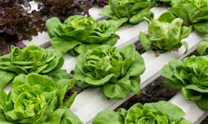 中国水培蔬菜行业市场发展现状分析2023