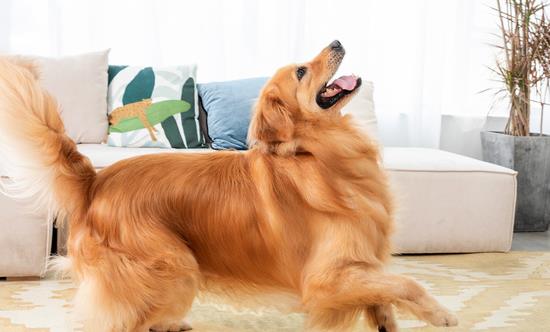 全球与中国宠物托运服务行业市场需求 全球与中国宠物托运服务行业市场发展趋势分析