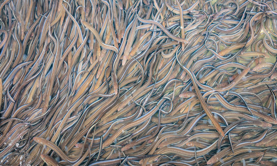 鳗鱼逐渐成为我们餐桌上的美食 鳗鱼消费市场趋势