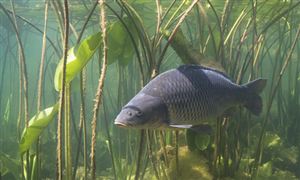 我国淡水鱼类约有800余种 养殖淡水鱼行业市场趋势