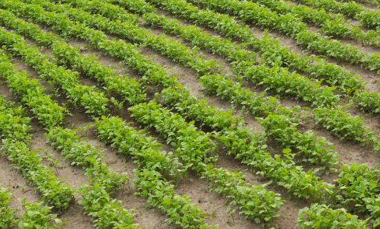 绿肥行业市场深度调研及现状分析2023