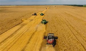 遭遇烂场雨的河南小麦 怎么样了吗 全国麦收进度达7.9%  小麦行业发展分析与投资前景报告