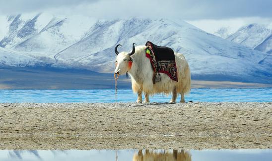 2023年中国牦牛行业市场发展现状