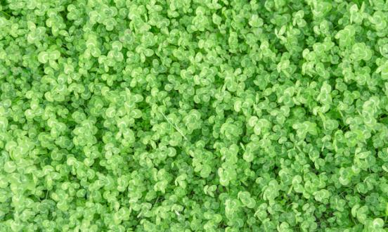 苜蓿草市场现状调研 苜蓿草行业进出口市场分析