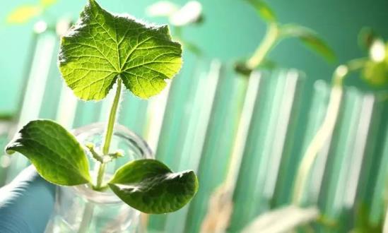 2023农业生物技术行业发展前景投资分析