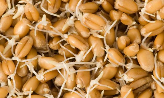 2023小麦胚芽加工行业调研及市场规模分析