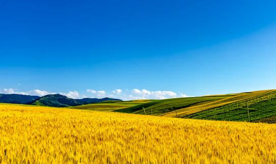 中国细胞农业行业市场前瞻分析2023