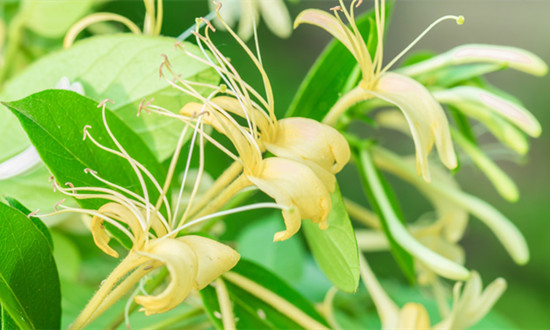 金银花提取物行业市场深度分析及需求前景