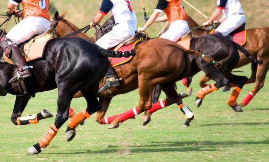 马术俱乐部产业发展现状分析 2023马术俱乐部产业深度调研