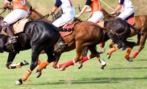 马术俱乐部产业发展现状分析 2023马术俱乐部产业深度调研