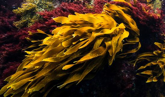 中国海藻酸钠行业市场调研分析2023