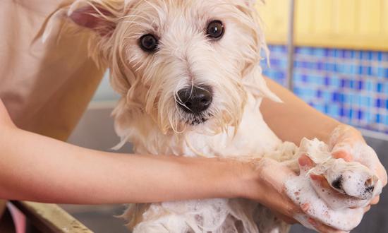 宠物医疗行业细分市场分析 宠物医疗行业市场投资研究及规模分析