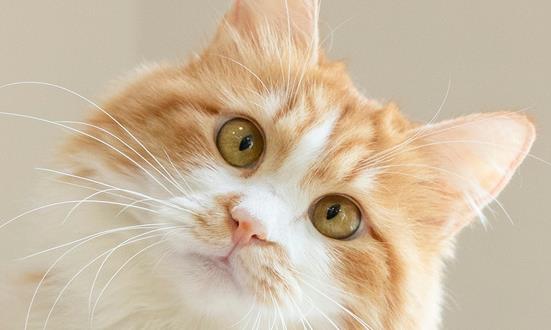 中国宠物保健品行业市场需求 宠物保健品行业投资前景分析