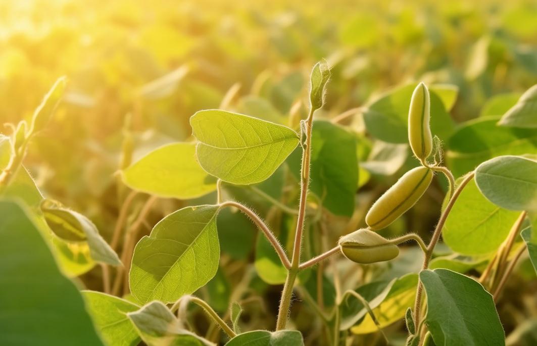 有机农产品基地行业重点省市发展概况