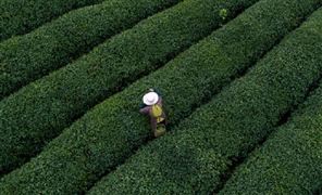 茶旅一体化行业研究 各地茶庄园加快茶旅一体化建设2023