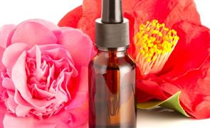 2023年山茶油市场发展现状分析