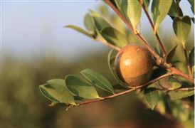 油茶已成为脱贫致富乡村振兴的利器 创新油茶产业经营模式 山茶油市场发展现状分析报告
