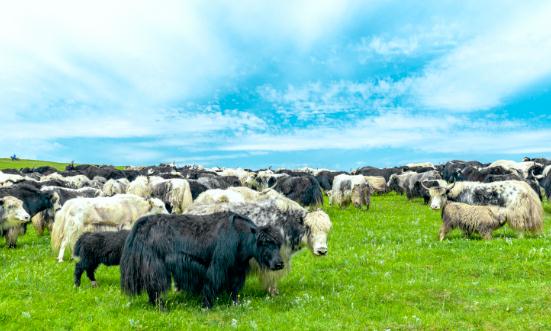 2023牦牛行业发展前景及投资风险预测分析