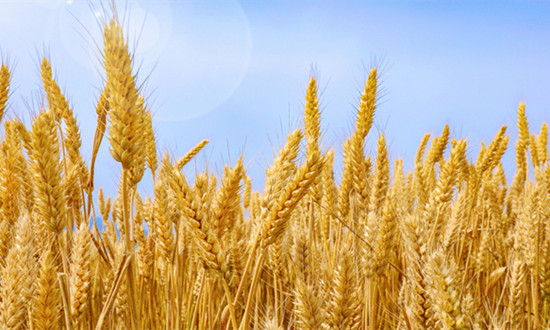 财政部紧急下达救灾资金2亿元 支持河南小麦抢收减损