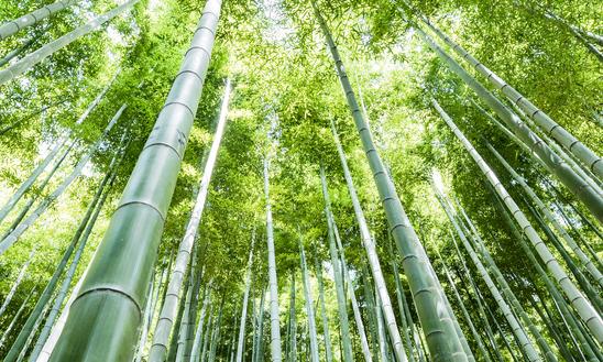 2023年中国竹子行业深度分析及发展前景