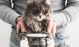 宠物经济行业市场发展现状2023 市场年增相关企业近百万