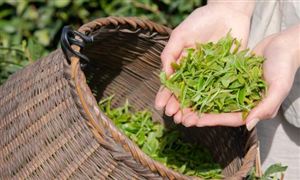 白茶在我国茶叶市场上消费需求进一步扩大 白茶行业市场现状分析