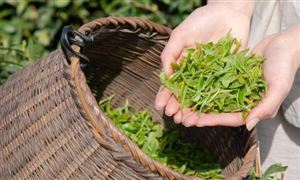 白茶在我国茶叶市场上消费需求进一步扩大 白茶行业市场现状分析