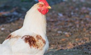 禽肉深加工行业市场规模增长了近三倍 国内肉禽市场分析