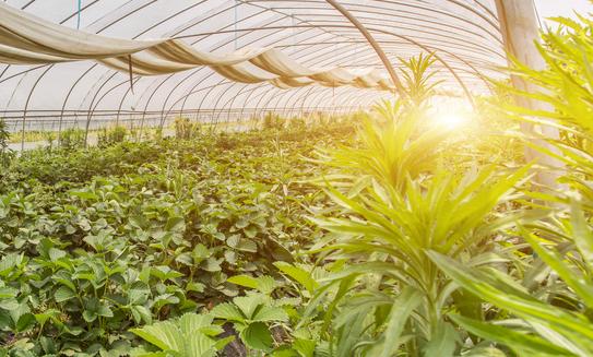 2023年香椿种植行业市场深度分析