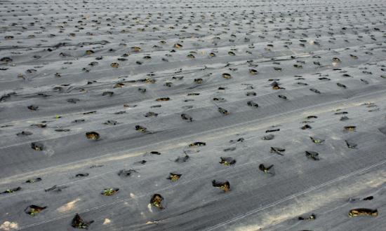 2023农用地膜行业发展前景战略分析