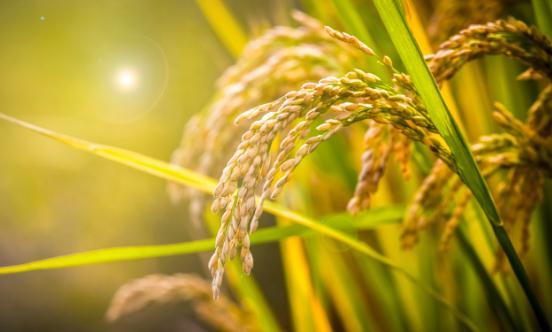 细胞农业行业投资现状及市场前瞻分析2023