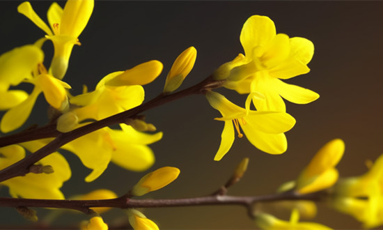 连翘行业市场现状 连翘行业未来前景趋势