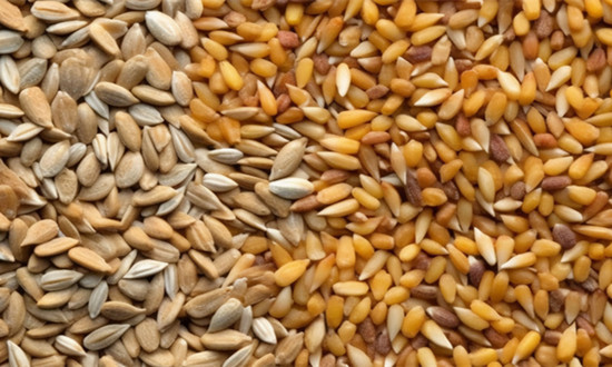 植物性饲料行业现状如何 植物性饲料行业前景研究