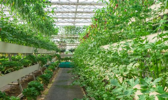 2023年无土栽培蔬莱产业发展分析 无土栽培蔬菜助推农业现代化