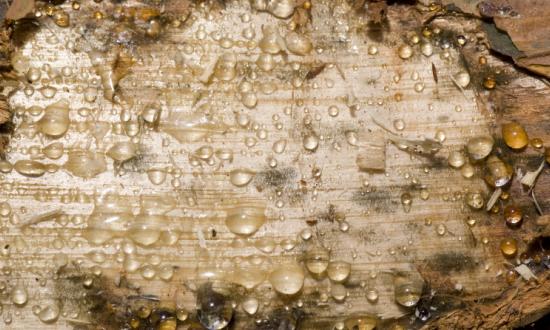 2023氟树脂市场发展现状调查及供需格局分析