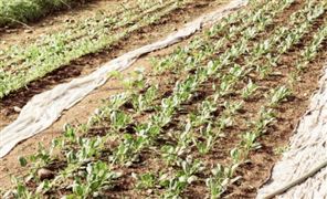 2023年中国农用地膜行业发展前景展望