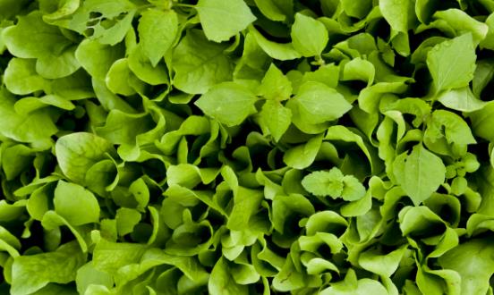 生物杀虫剂行业市场规模 生物杀虫剂行业市场发展空间分析