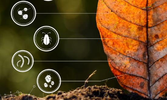 国内微生物肥料行业市场规模 国内微生物肥料行业发展趋势分析