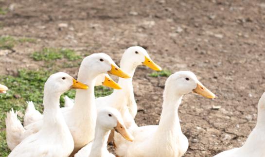 2023年中国规模养鸭场行业市场发展现状