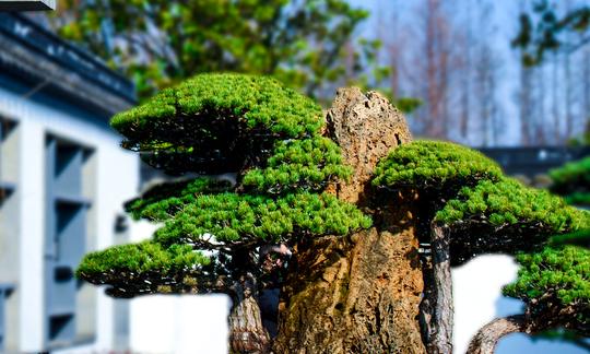 2023年盆景行业市场发展现状分析