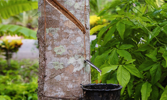 橡胶促进剂行业市场分析 橡胶促进剂行业供需现状